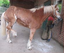 Amira-Schmied2 Amira-Schmied2