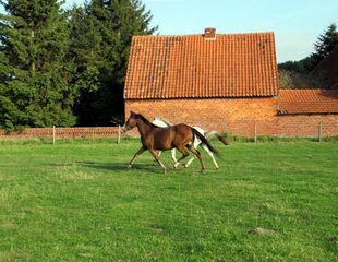 Tiana-und-Fohlen