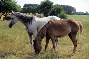 Stutenweide3