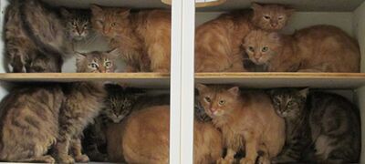 Katzenschrank Katzenschrank