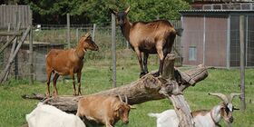 Schafe und Ziegen auf der Weide