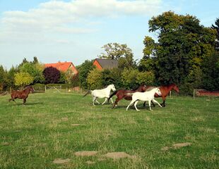 Suestedt-Pferde-und-Ali