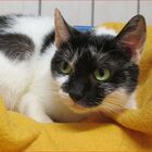 Assisa