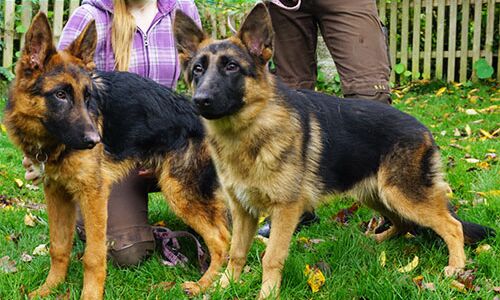 Die Geschwister Beethoven und "Dackel" Die Geschwister Beethoven und "Dackel"